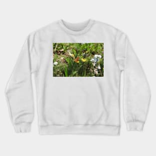 Nature, gifts, butterfly, Thore's Fritillary Butterfly, Natures Grace Crewneck Sweatshirt
